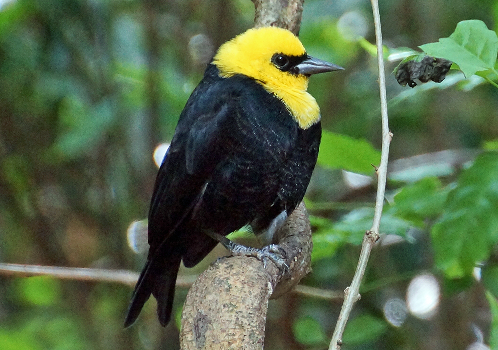 A Chrysomus icterocephalus with a bright yellow head and throat and black lores and body